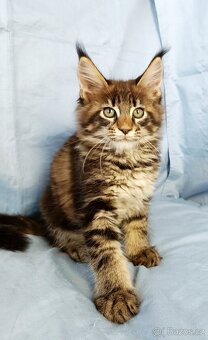 Mainská mývalí- kočička s PP - 2