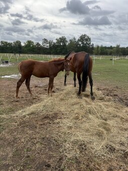 Hřebeček na prodej - 2
