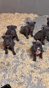 Americký stafordširský teriér - 2