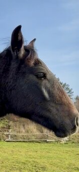 Lusitano hřebec PSL 2025 TOP drezurní linie - 2