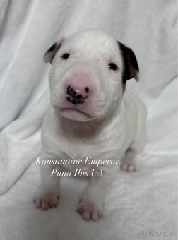 Miniaturní Bulteriér s PP - 2