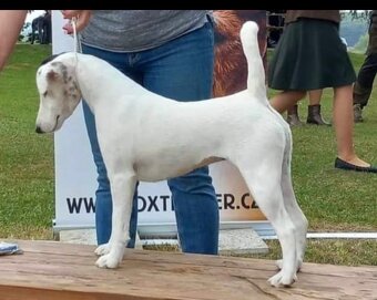 Foxteriér hladkosrstý - 2