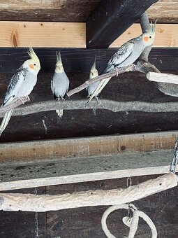 Korela chocholatá - 2