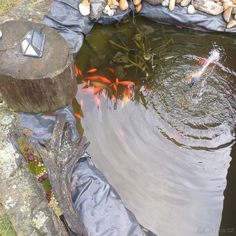 Jezírkové rybičky - 2