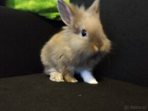 Zakrslí králík - 2