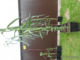 Okrasne vysoke traviny Arundo donax, - 11L - 2