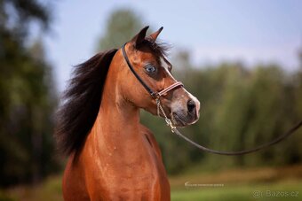 Chovná minihorse klisna - 2