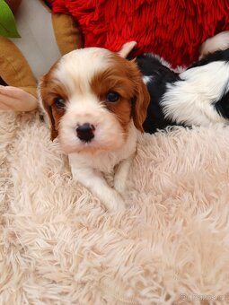 Kavalir king charles španiel - 2