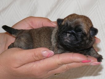 Mops - Štěňátka - 2