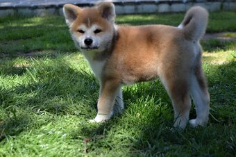 Akita Inu s PP - 2