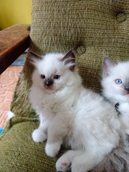 Ragdoll-koťata - 2