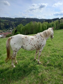Appaloosa - 2