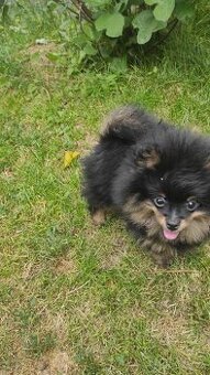 Pomeranian - 2