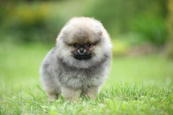 🐶 Nádherná fenečka pomeraniana – Orange sobolí barva 💛 - 2