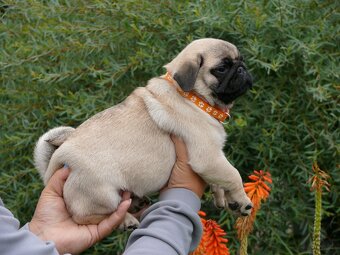 Mops - Štěňátka - 2