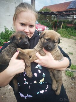 Leonberger X NO - 2