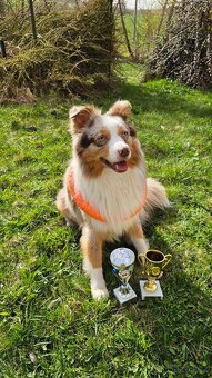 Miniaturní americký ovčák Mini Aussie MAS ke krytí - 2