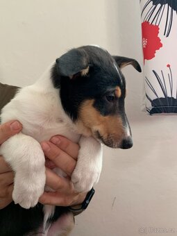 Krátkosrstá kolie s PP - pejsek - 2