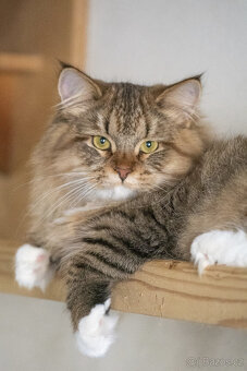 Sibiřská kočka, kocourek Nero s PP - 2