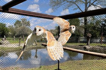 Sova pálená - bílá forma - 2