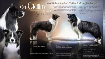 Border kolie s PP - 2