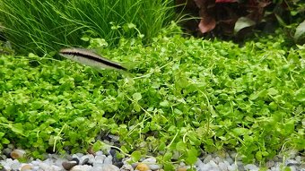 Parmička černopruhá - 2