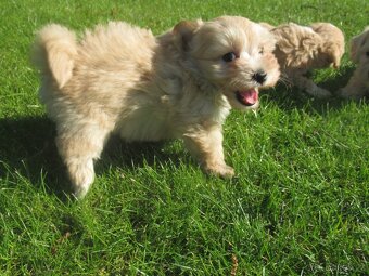 Maltipoo štěňátka - 2