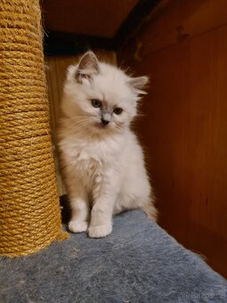 Ragdoll bez PP - 2