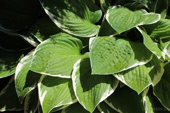 Hosta Bohyska - 2