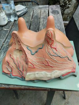 Anatomický model kravského vemene - 2