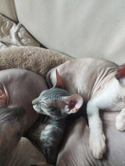 Don Sphynx - 2