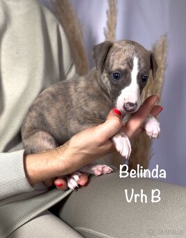 Štěně vipet/whippet/chrt s PP (FCI) - 2