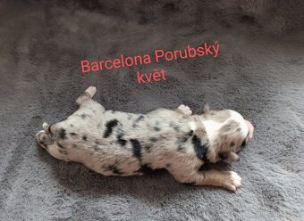 Miniaturní americký ovčák - 2