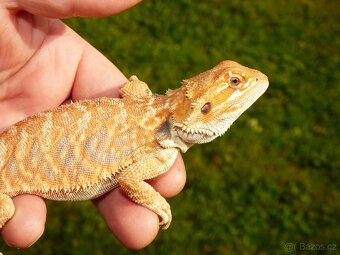 Agama vousatá (Pogona vitticeps) - 2