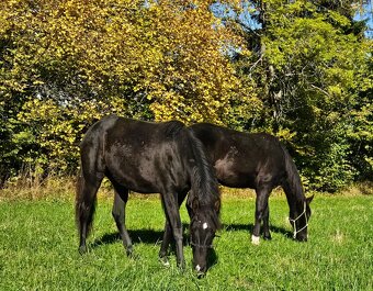 APH klisna - black - 2