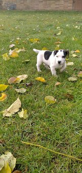 Jack Russell teriér - štěně - 2