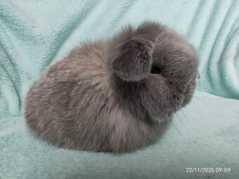 zakrslí beránci minilop - 2