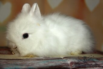 Zakrslý králíček Teddy s VP/sameček CASPER_ doprava po ČR - 2