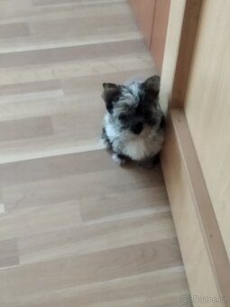 Jorkšírský teriér bez pp - 2