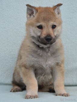 Československý vlčák - 2