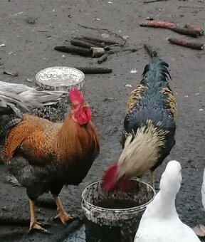 Kachna,kačer,kohout - 2