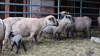 Ovce masné plemeno - 2