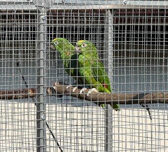 Prodej Amazoňan žlutohlavý surinamský - 2