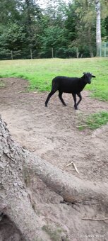 Kamerunský beránek - 2