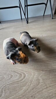 Skinny morčata (2 samečci z 1 vrhu) - 2