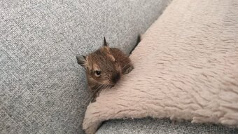 Osmák degu - 2