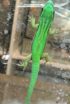 Phelsuma Nigristriata - 2