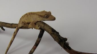 pagekon řasnatý (Correlophus ciliatus) - 2