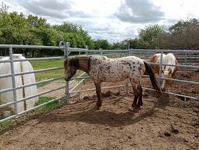 Pony klisna WPBR s PP  4r. - 2