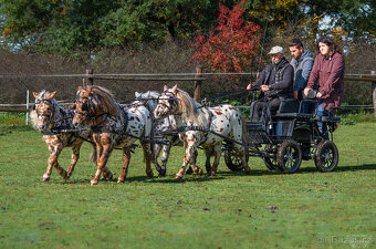 Atraktivní leopard hřebec Minihorse - 2